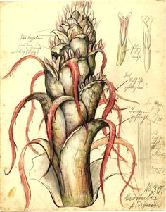 denise waddington on botanical drawings a botanical illustration