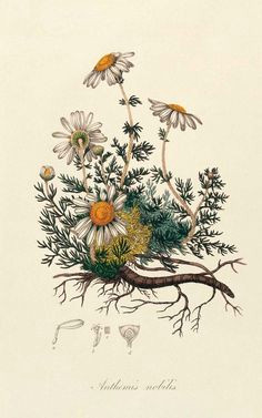 the best herbs for pain relief botanical tattoo a botanical flowers a botanical drawings