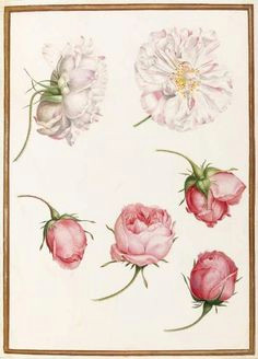 attributed to nicolas robert five heads of old fashioned roses 17th century source