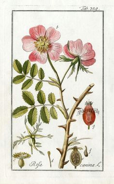 vintage botanical print