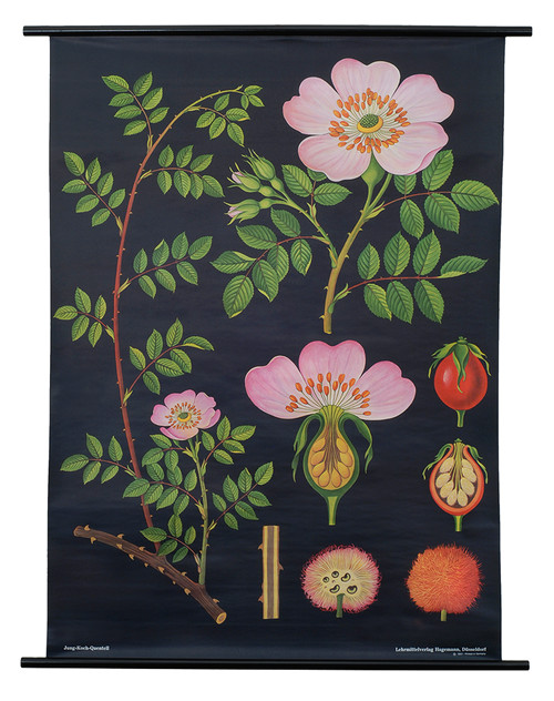 a dog rose botanical poster from a series of german scientific charts still produced by the original printer impressive science decor with vintage