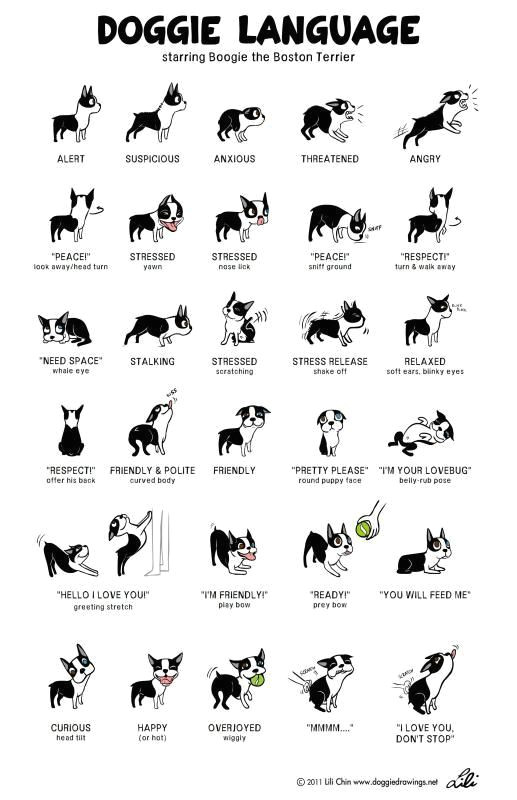 doggie drawing on positive reinforcement maltese dogs forum spoiled maltese forums