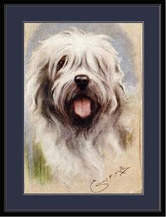 english picture print art of an old english sheepdog dog also i have a