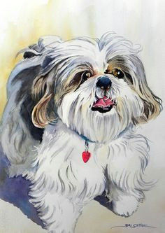 shiztzu dog portrait web jpg 459a 648 pixels shih tzu yorkie dogs