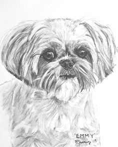 shih tzu portrait in charcoal by kate sumners dog drawingspencil