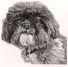 pencil drawing of shih tzu by sharon hall of faceart portraits