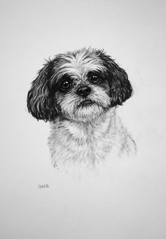 shih tzu dog art print dog print dog lover gift toy dog fine art limited edition print from an original charcoal drawing by h irvine