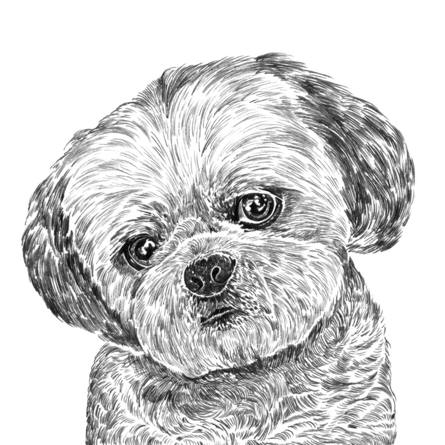 shih tzu print