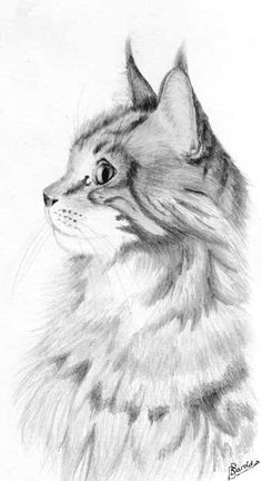 heilige birmaan amp maine coon cat different main coon cat breeds at