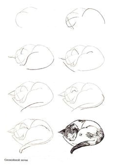 how to draw a sleeping cat step by step google search catdrawing pencil drawings