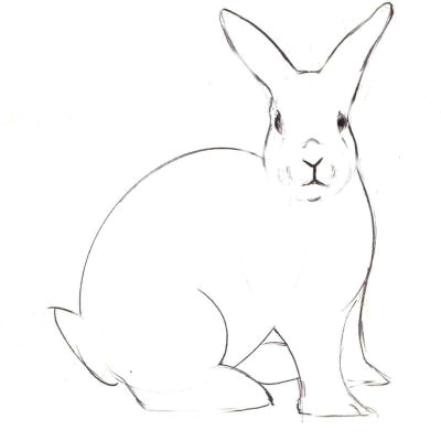 drawing the rabbit s face