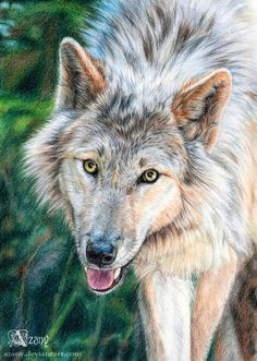 i love to draw wolves a4 colored pencils reference wolf with blue