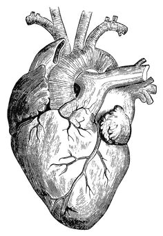 human heart art as spiral vortex within the human heart is