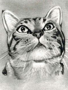 pictures to draw drawing pictures cat sketch drawing drawing drawing ideas