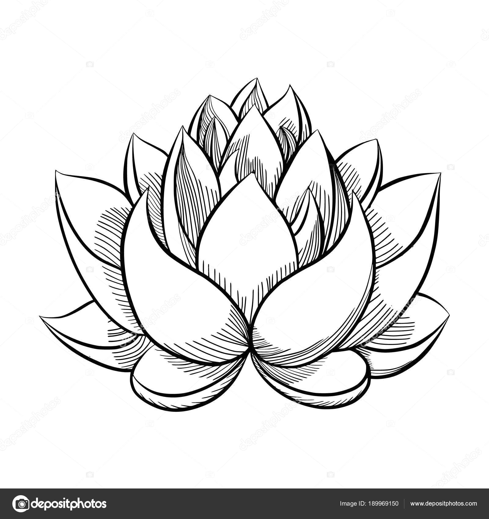 flower bloom stock vector gennadiikorchuganov bloomed buds a lotus drawing bud flower simple at getdrawings