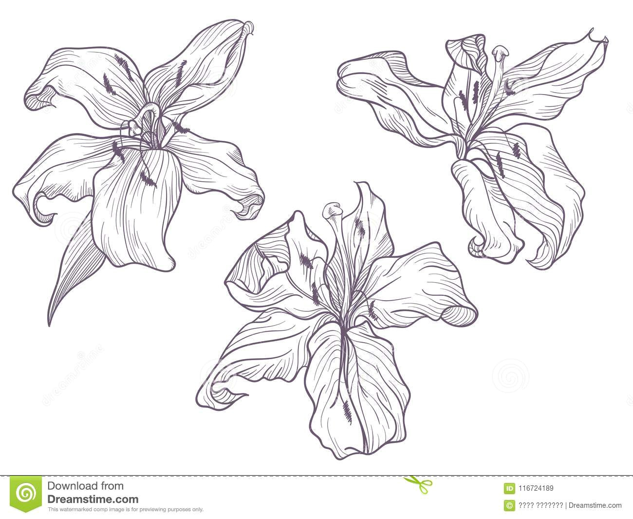 hand drawn dark lilac lily line doodling art