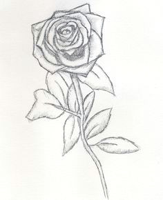 drawing beautiful roses pin your drawing skills and produce beautiful rose pencil drawings on