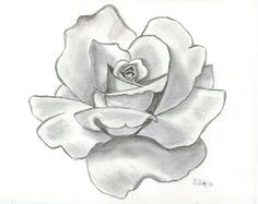 drawing flowers flowers wallpapers red rose drawing rose drawing pencil pencil sketches of