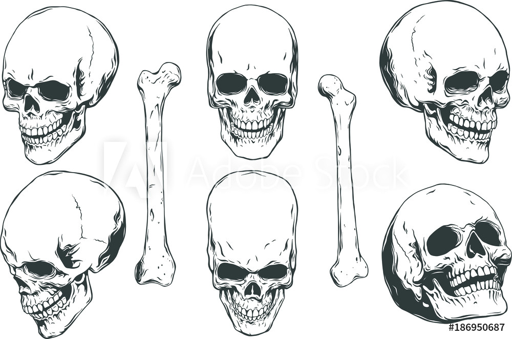 fotografija hand drawn realistic human skulls and bones from different angles na europosterji si