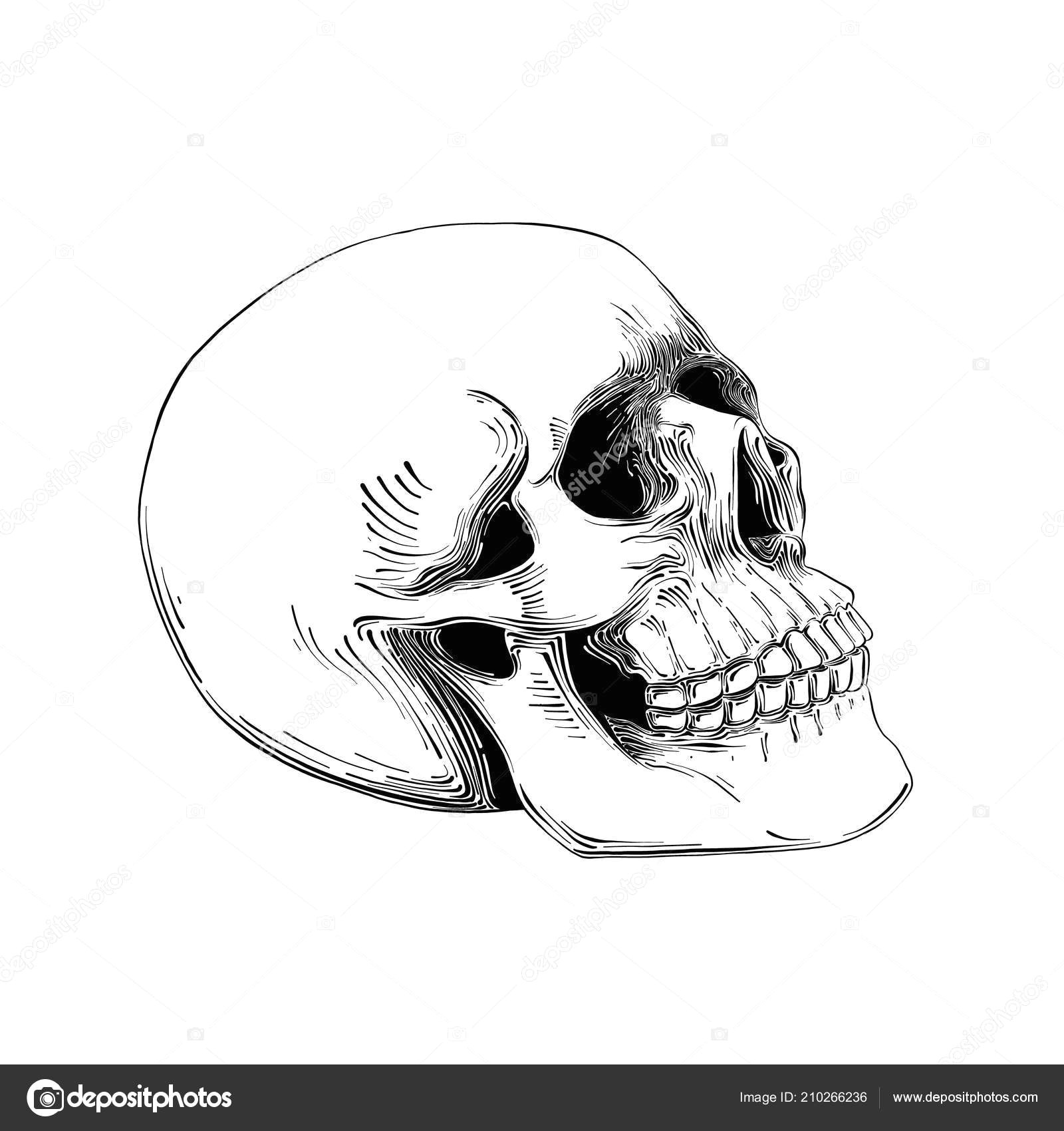 hand drawn sketch of skull in black isolated on white background stock vector