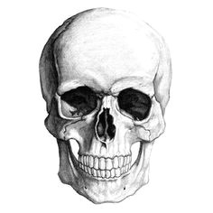 skull drawing has been noted for its own way of expressing a drawing style many people are interested in skull drawing some draw it funny