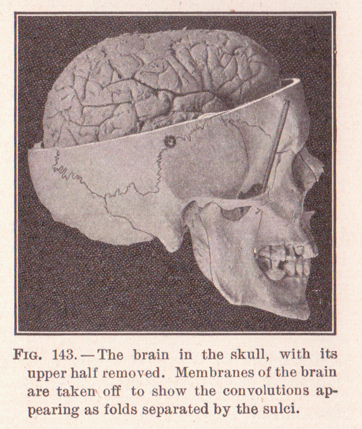file page 215 skull and brain jpg
