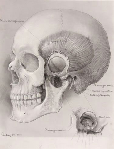 harvey cushing drawing of the brain 1900