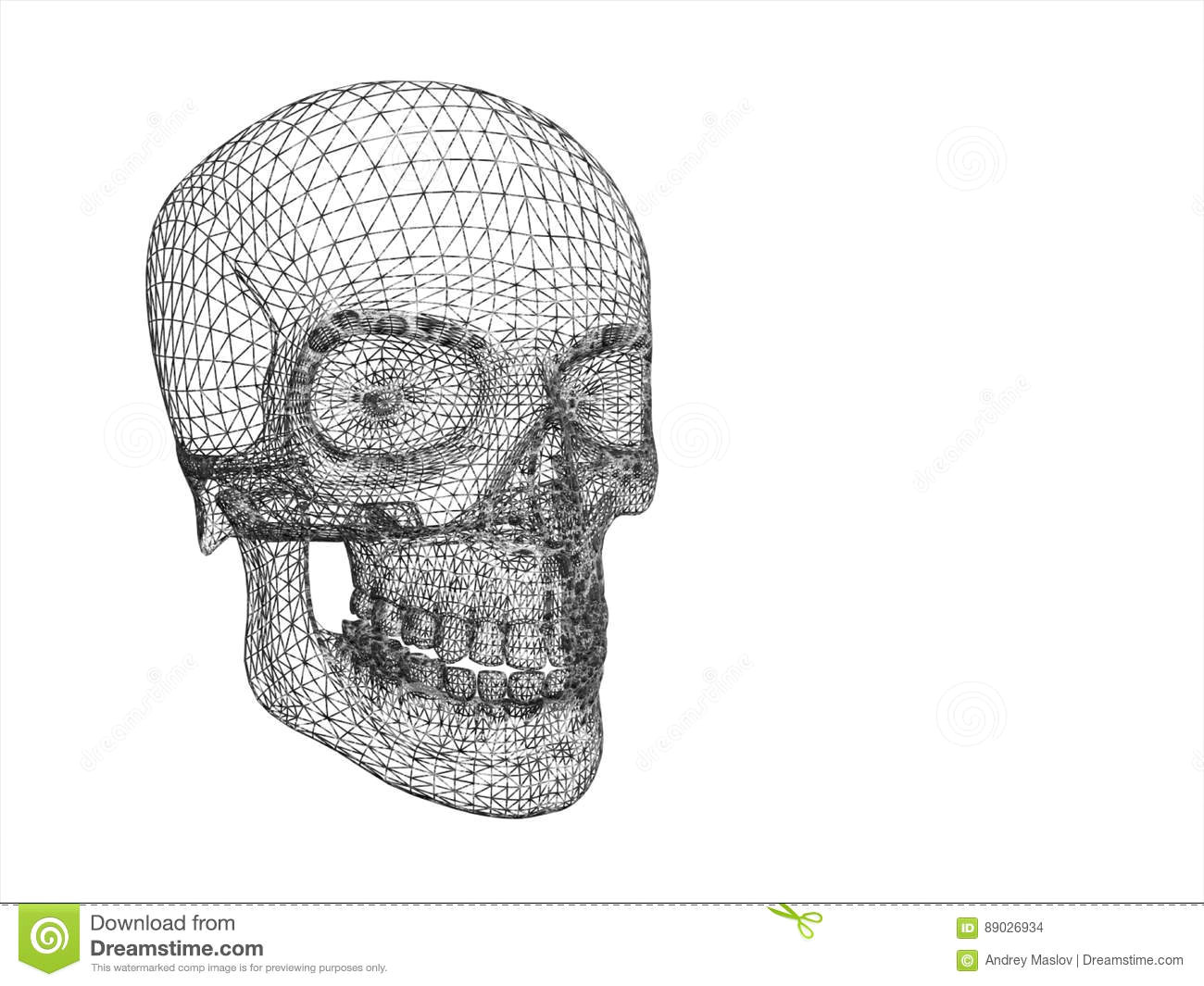 structure of human skull in perceptive isolated