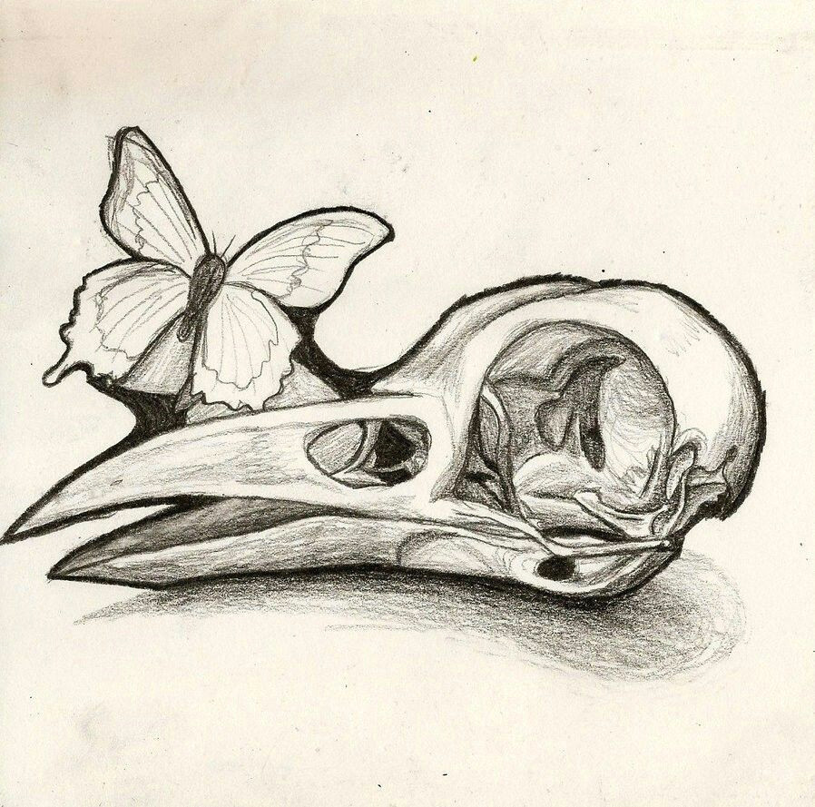 bird skull instead of human like the idea of a butterfly and or bee on it