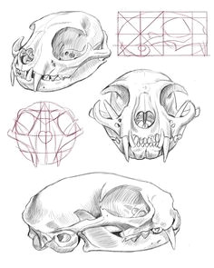 cat anatomy drawing