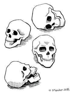 skull decoration sketched from observation from four different anglesgood example for drawing lessons or fun coloring