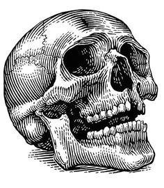 pousaikourde photo skull illustration engraving illustration scratchboard