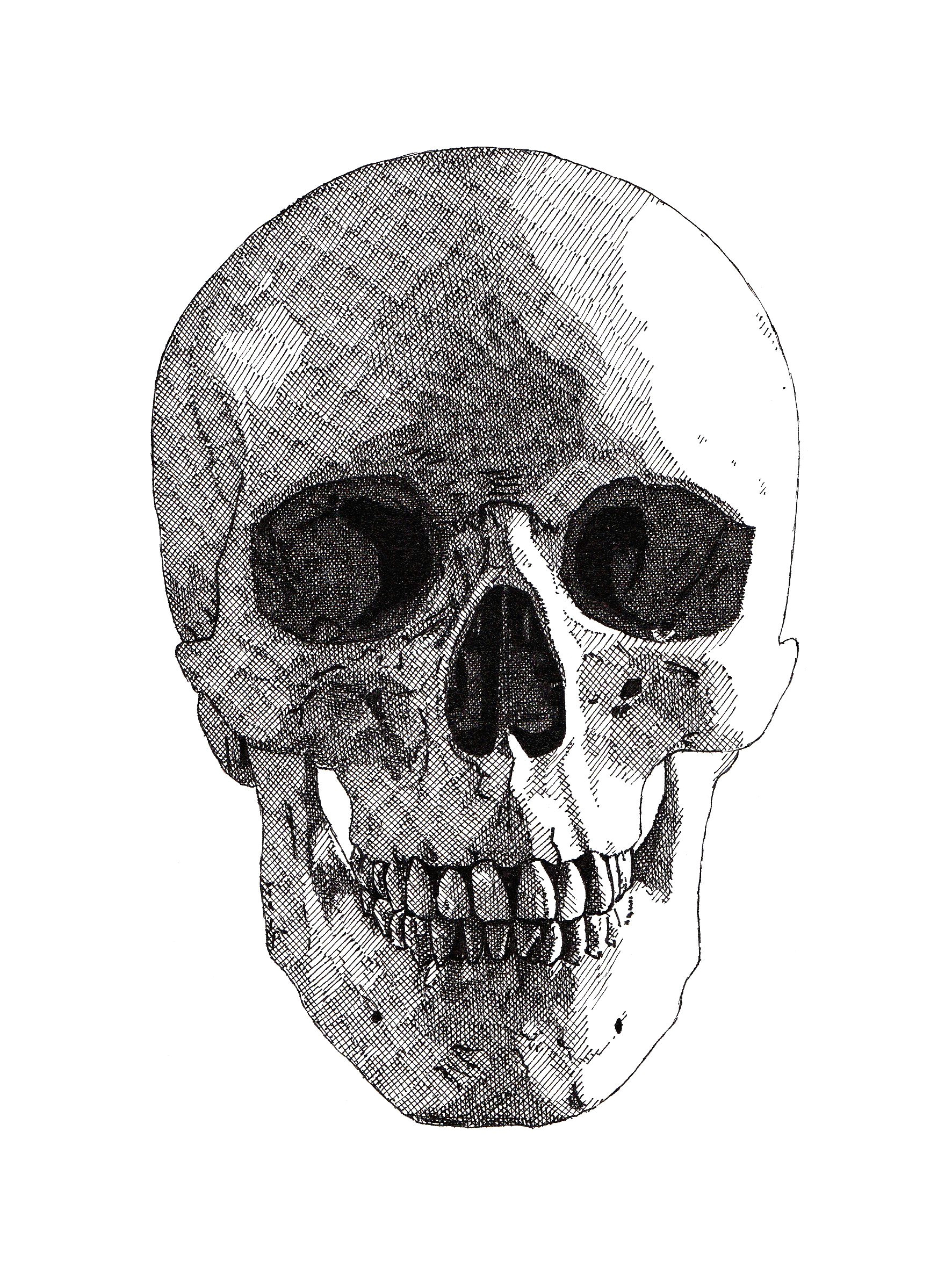 the finished drawing of the first skull will be a series of five rikreimert skulls crosshatching art