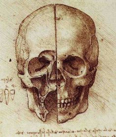 view of a skull 1489 leonardo da vinci skull anatomy head anatomy