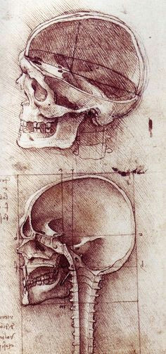 drawing of skull by leonardo da vinci