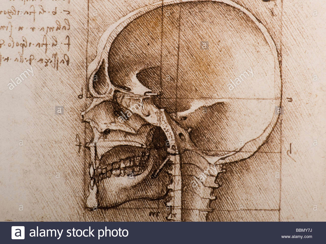 detail anatomical studies of the human skull by leonardo da vinci stock image