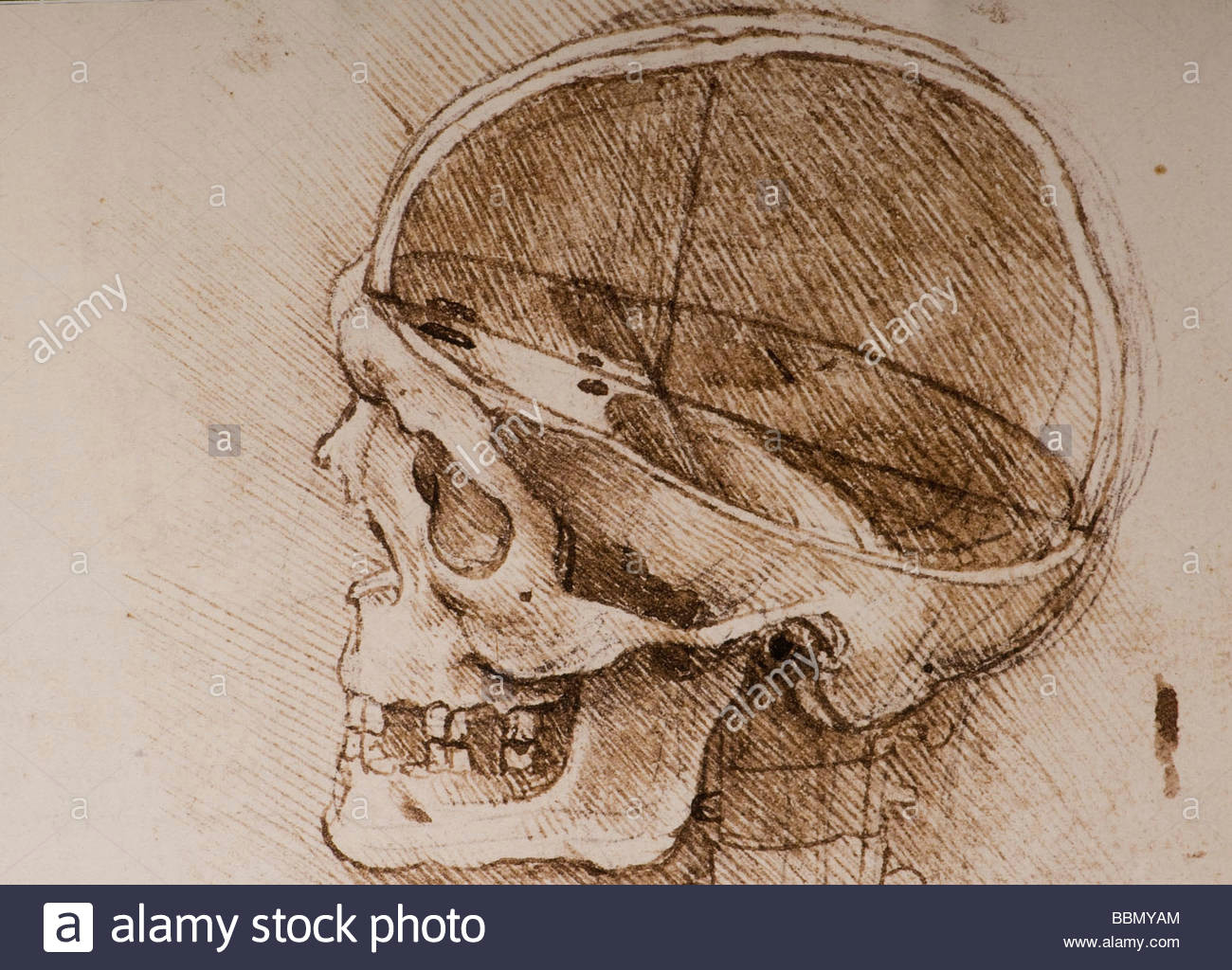 detail anatomical studies of the human skull by leonardo da vinci stock image