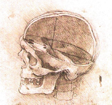 Skull Drawing Da Vinci File View Of A Skull Ii Jpg Wikimedia Commons