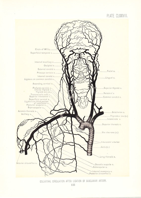 1899 human anatomy print circulation carotid arteries vintage antique medical anatomy art illust