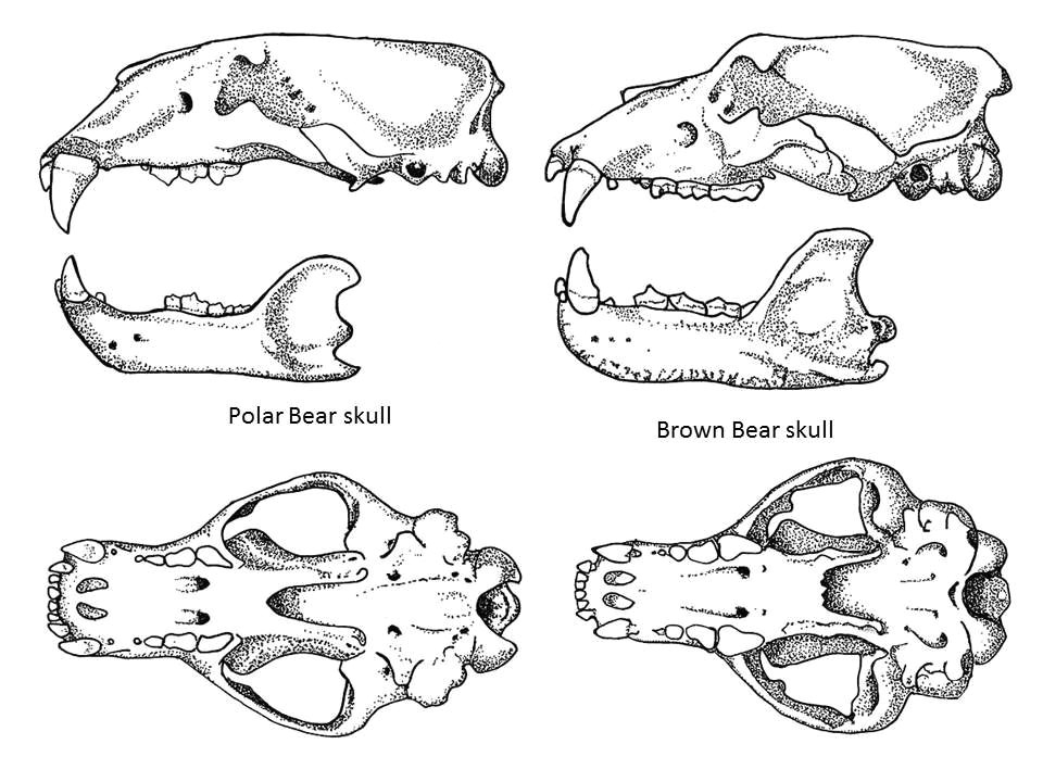 the skull biomechanics of the polar bear bear bear skull bear goat skull diagram bear skull diagram