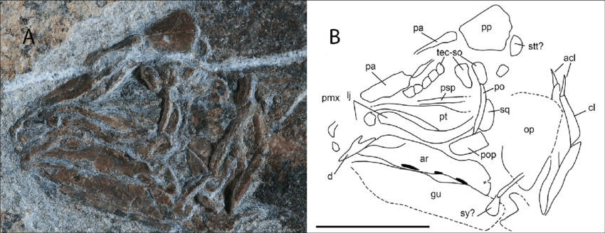 heptanema sp specimen mcsn 8532 a close up of the skull b download scientific diagram