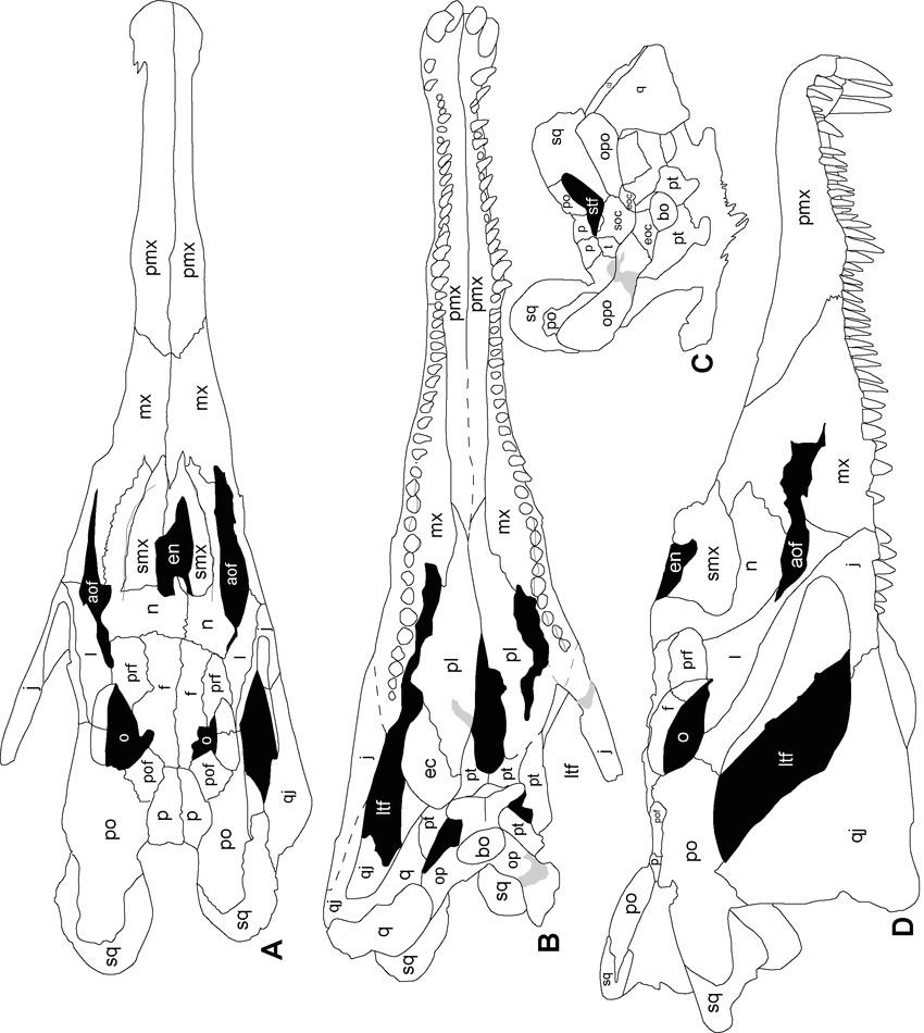 redondasaurus gregorii referred skull nmmnh p 4983 from nmmnh locality 485 outline drawings of skull in a dorsal b ventral c occipital and d