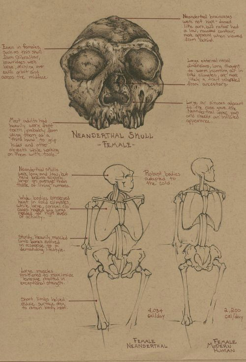 sketchbook study comparative anatomy neanderthal female female modern human this was a lot of fun lately i ve been reall