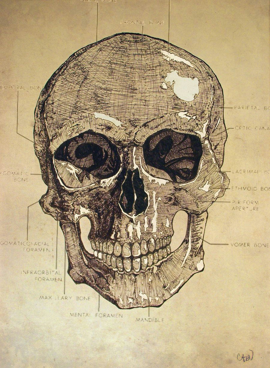 skull chart