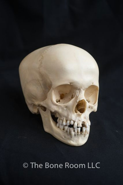 human fetal skulls for sale the bone room