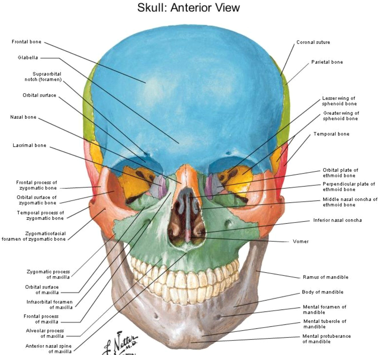 anterior view skull netter