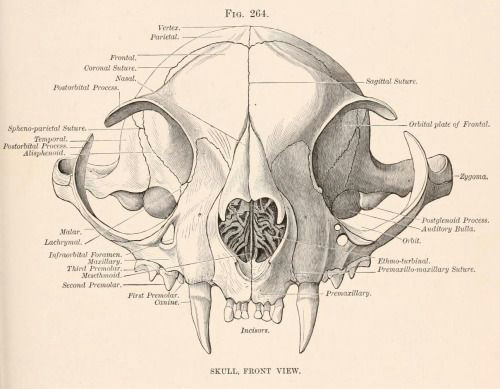 frontal view of the skull of the domestic cat mammalian anatomy a preparation for human and comparative anatomy horace jayne 1898