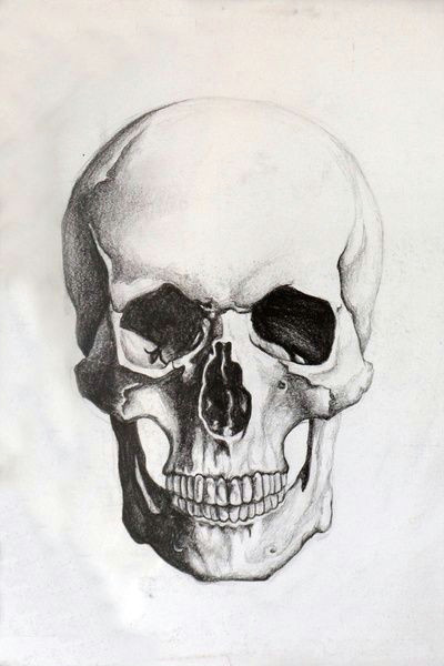 skull sketch