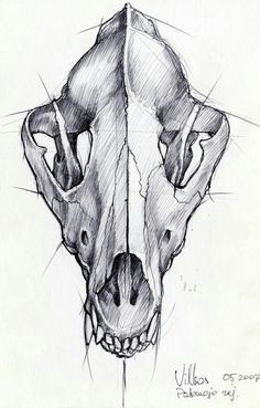 wolf skull to use as content for tattoo animal skull drawing animal skull tattoos