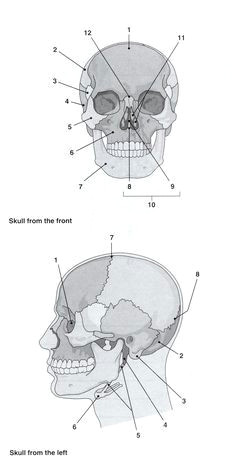 i heart anatomy skull labeledradiology